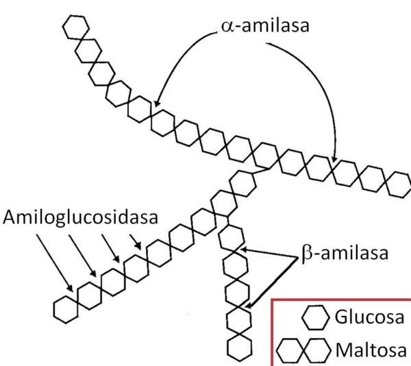 Enzima amiloglucosidasa