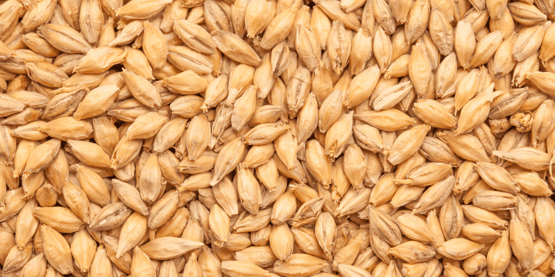 Arranca la Temporada Cervecera malta pilsen x 25 kg x 5 kg