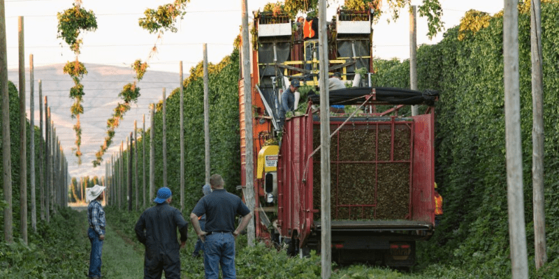 Hopsteiner, variedad y calidad para tu Cerveza Hopsteiner lúpulos