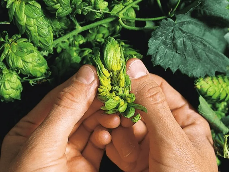 Hopsteiner, variedad y calidad para tu Cerveza Hopsteiner, variedad y calidad para tu Cerveza