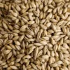 Malta de Avena (oat malt)