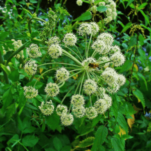Angelica
