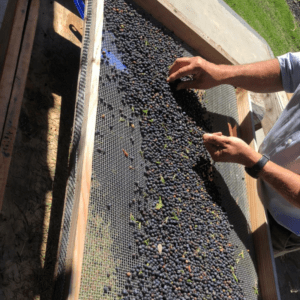 Enebro x 1 kg Enebro Botánico