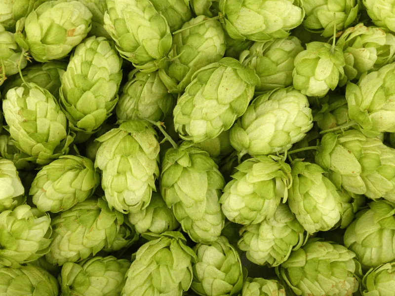 Grungeist Hop, linaje noble Grungeist Hops Destacada