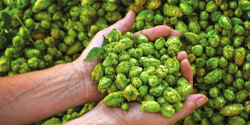 Grungeist Hops Novedades