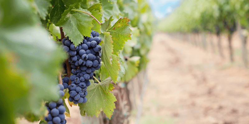 Día del Vino Argentino Uva