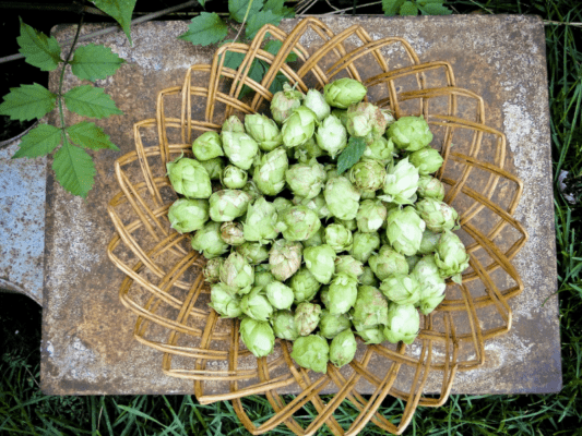 El lúpulo, bastión de la Cerveza Artesanal