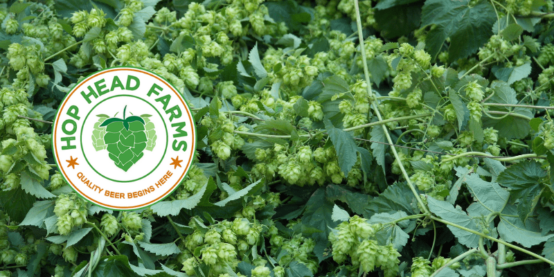 Zuper Saazer, un plus de Alpha ácidos Zuper Saazer Lúpulo