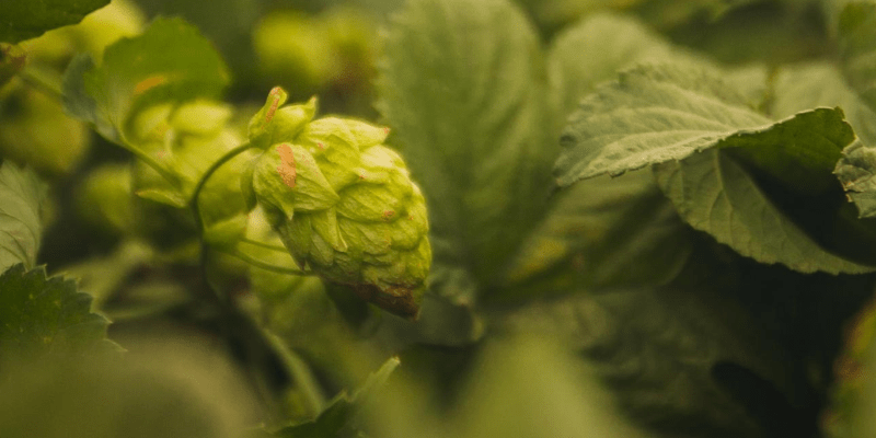 Lúpulos Patagónicos, del Bolsón a tu Cerveza Lúpulos Patagónicos