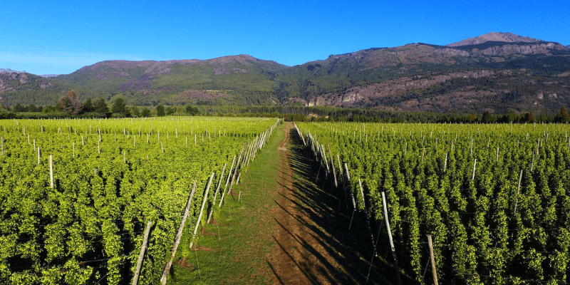 Lúpulos Patagónicos, del Bolsón a tu Cerveza Lúpulos Patagónicos El Bolson