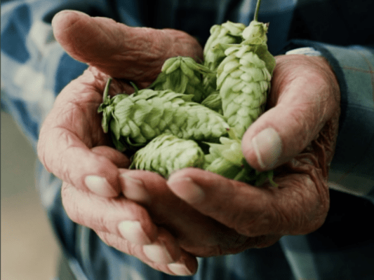 Lúpulos Patagónicos, del Bolsón a tu Cerveza
