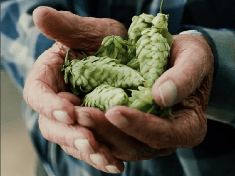 Lúpulos Patagónicos, del Bolsón a tu Cerveza Lúpulos Patagónicos, del Bolsón a tu Cerveza
