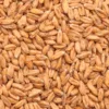 Malta Spelt Malt x 1 Kg BestMalz Malta Spelt Malt x 1 Kg - Bestmalz