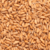 Malta Spelt Malt x 25 Kg - Bestmalz