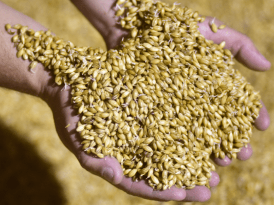 Cómo conservar la malta para tu Cerveza