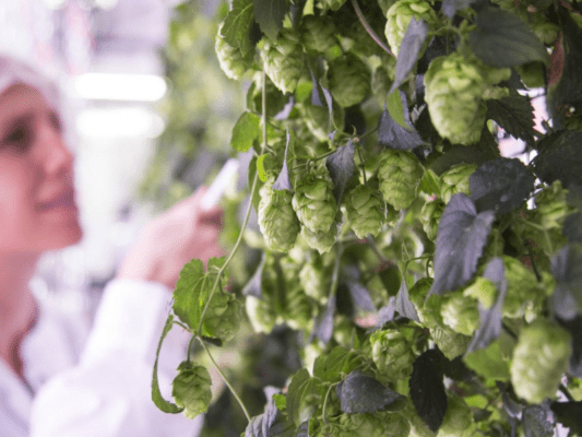 Aprendé a cultivar tu propio Lúpulo