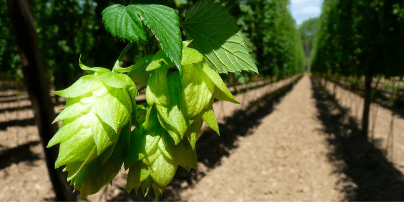 aprendé a cultivar lúpulo aprendé a cultivar lúpulo