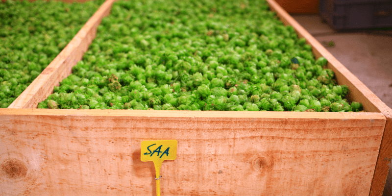 curso de cultivo de lupulo curso de cultivo de lupulo