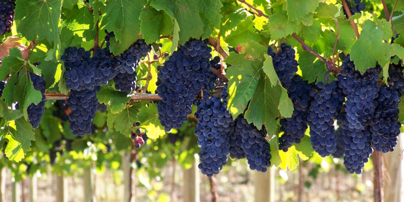 Día Internacional del Malbec Día Internacional del Malbec