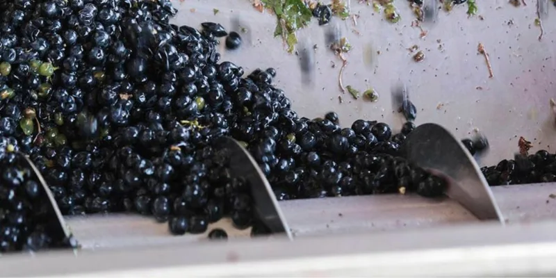 Molienda de la Uva para la Elaboración de Vino Molienda de la Uva para la Elaboración de Vino