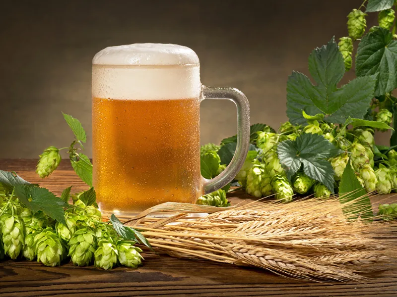 ¿Para que sirve el Lúpulo en la Cerveza?