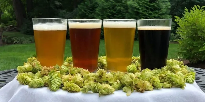 ¿Para que sirve el Lúpulo en la Cerveza? Qué hace el lúpulo en la cerveza