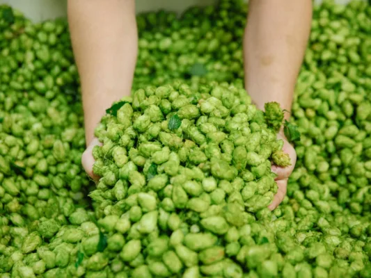 Yakima Quality Hops Lúpulos de elite que llegan a Argentina de la mano de Cibart