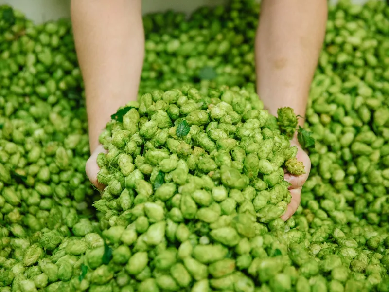 Yakima Quality Hops Lúpulos de elite que llegan a Argentina de la mano de Cibart
